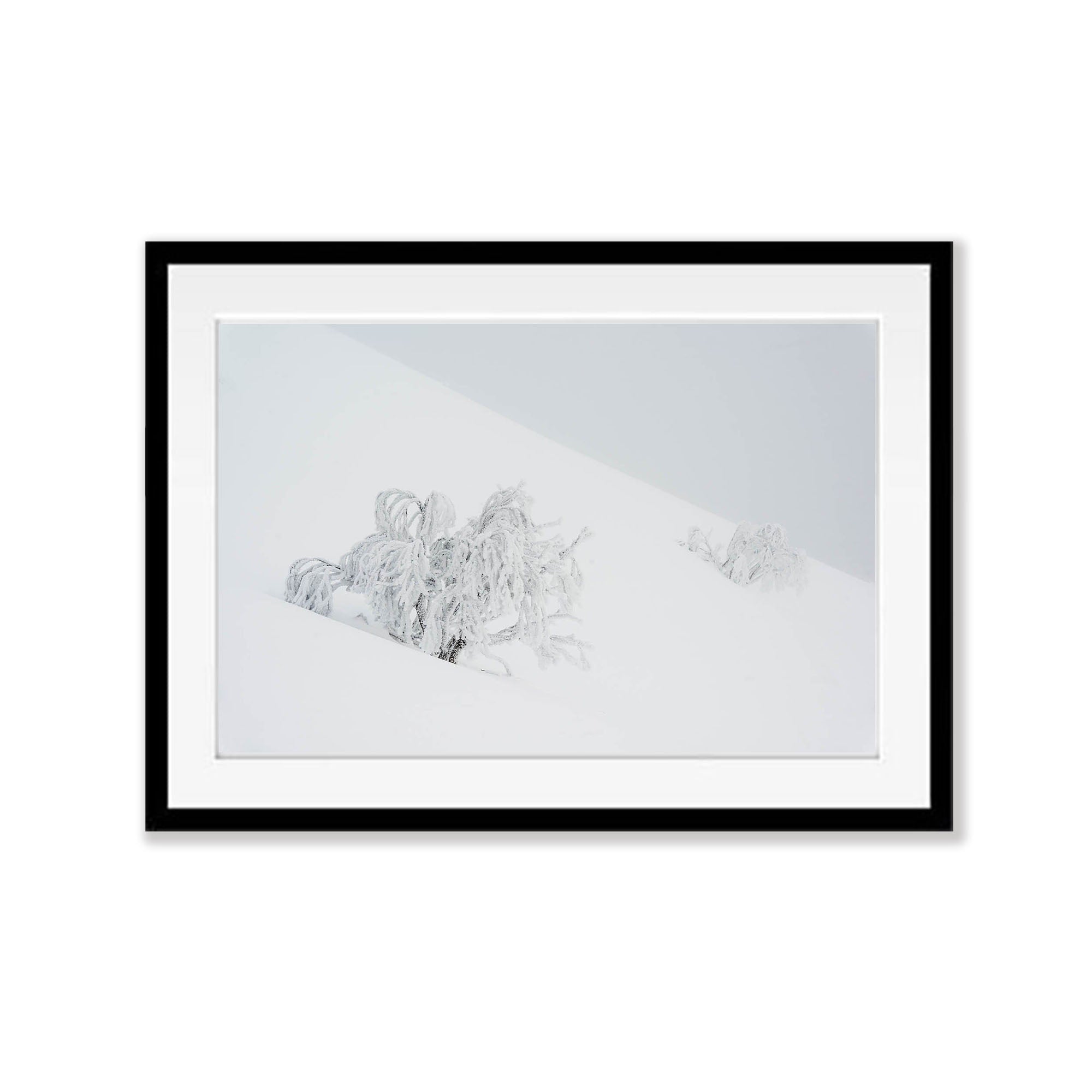 Frozen Snow Gums, Mount Hotham - VIC