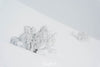 A slopy land covered snow, having two small trees, Mount Hotham blizzard - Victorian High Country 