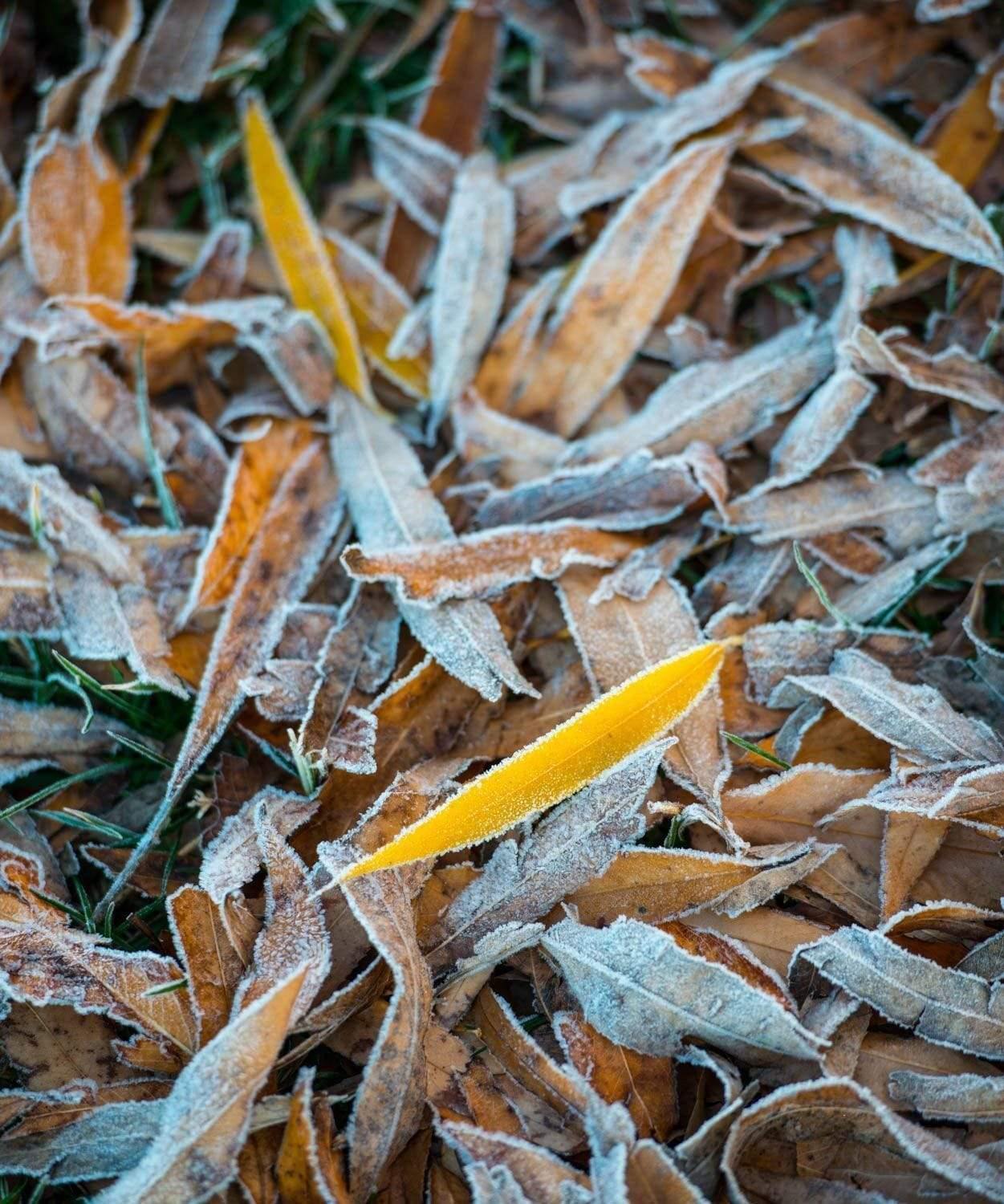 A group of colorful leaves frozen in the snow, Frozen leaves - Lake Burley Griffin ACT