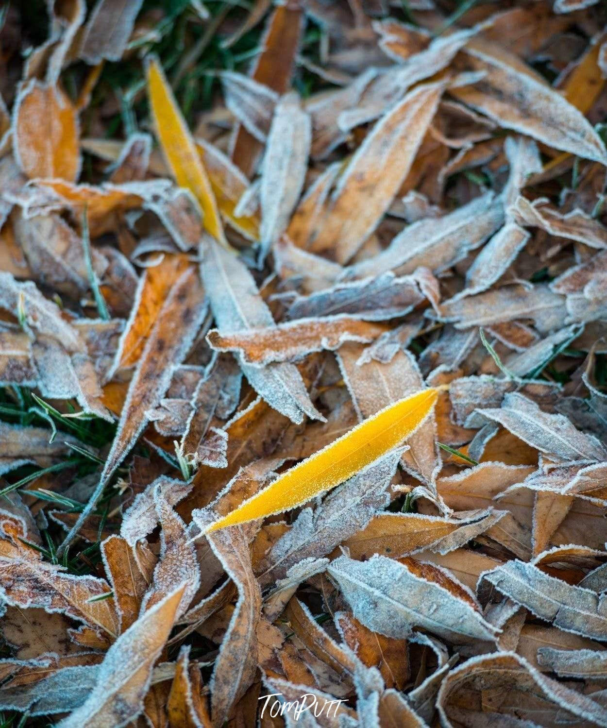 A group of colorful leaves frozen in the snow, Frozen leaves - Lake Burley Griffin ACT