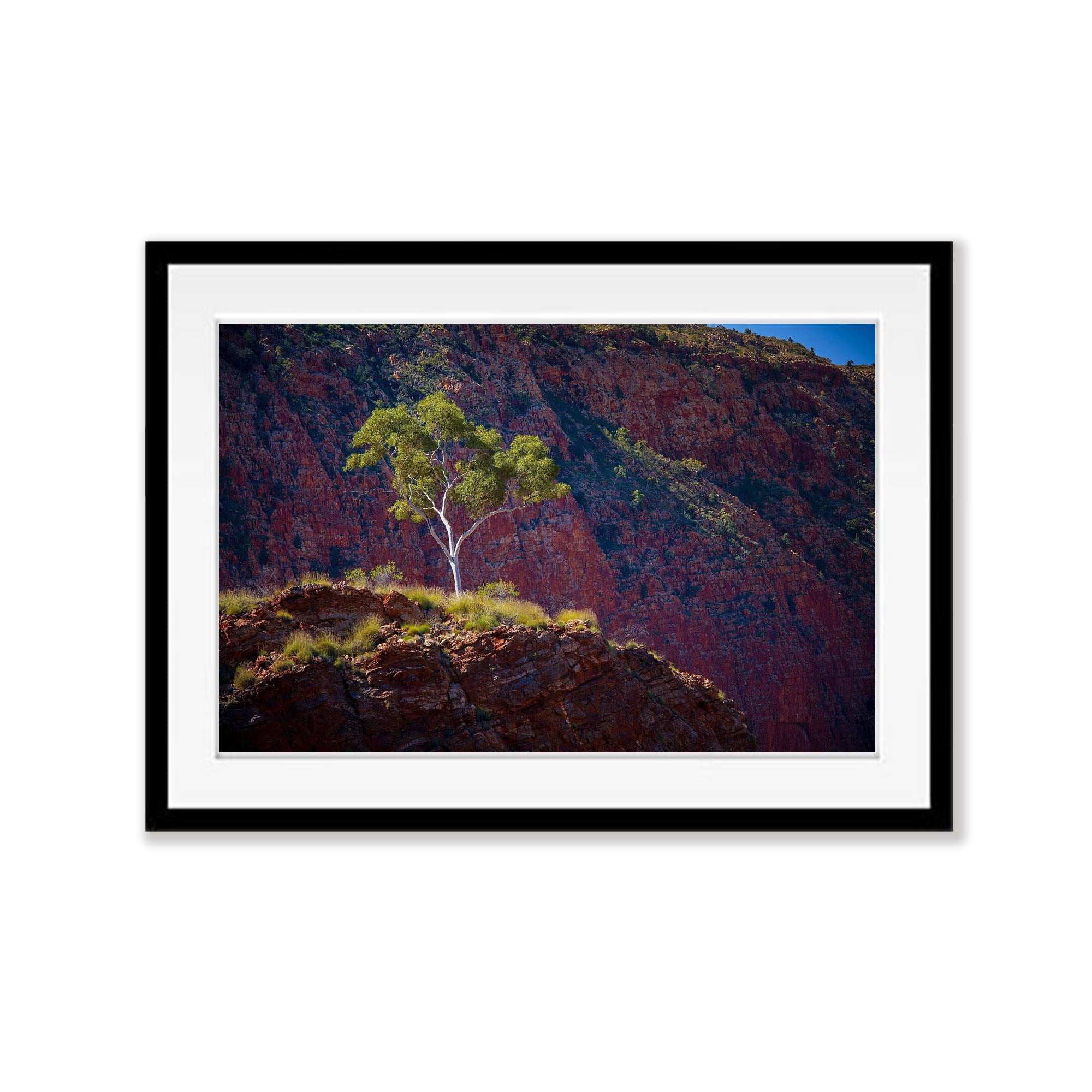Ghost Gum - West MacDonnell Ranges NT