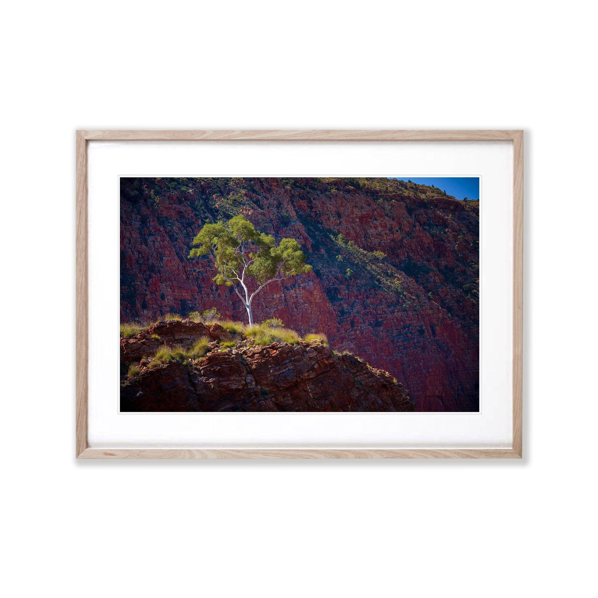 Ghost Gum - West MacDonnell Ranges NT