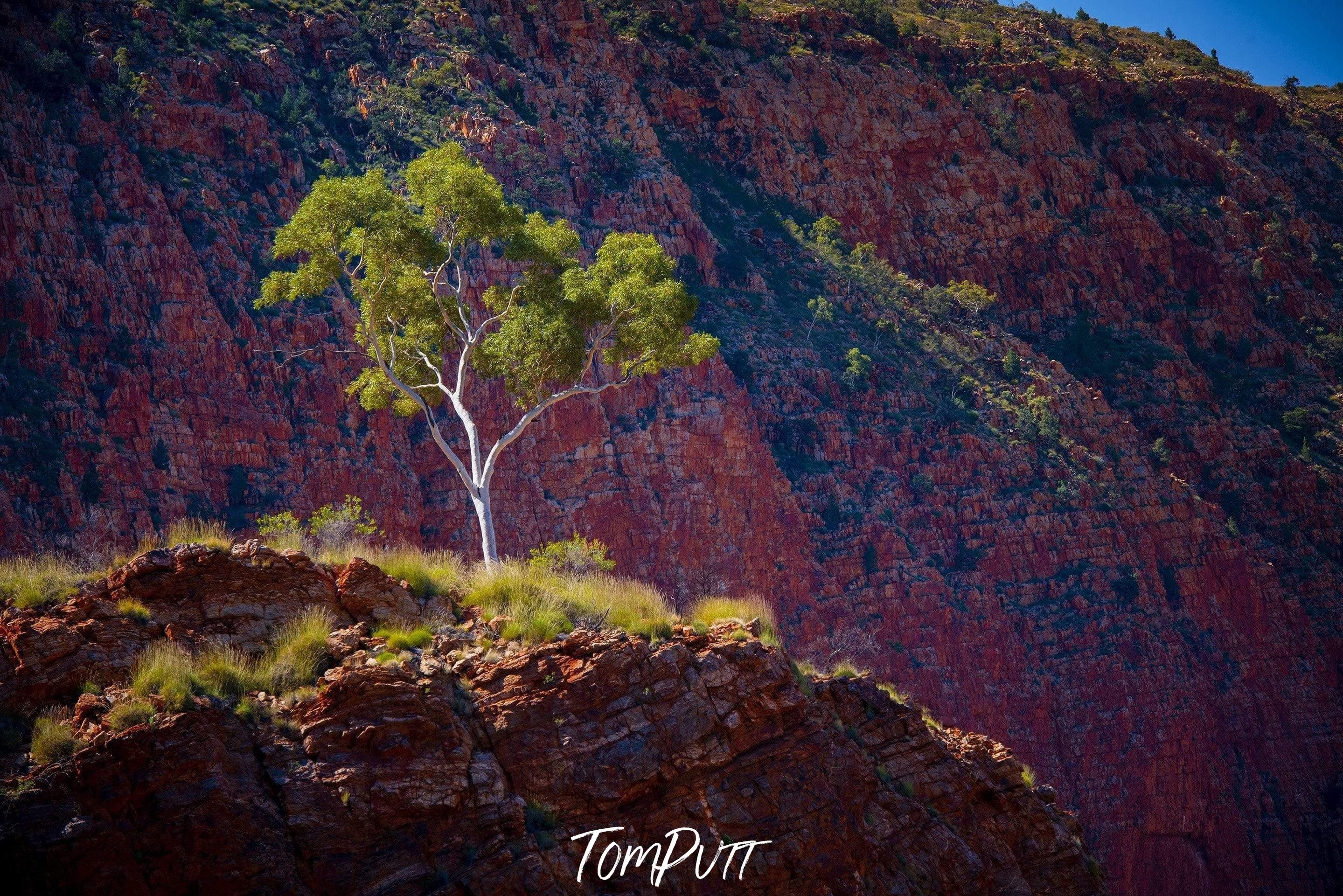 A tree on a hill area with long grassy mountains around, Ghost Gum - West MacDonnell Ranges NT