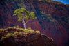 A tree on a hill area with long grassy mountains around, Ghost Gum - West MacDonnell Ranges NT