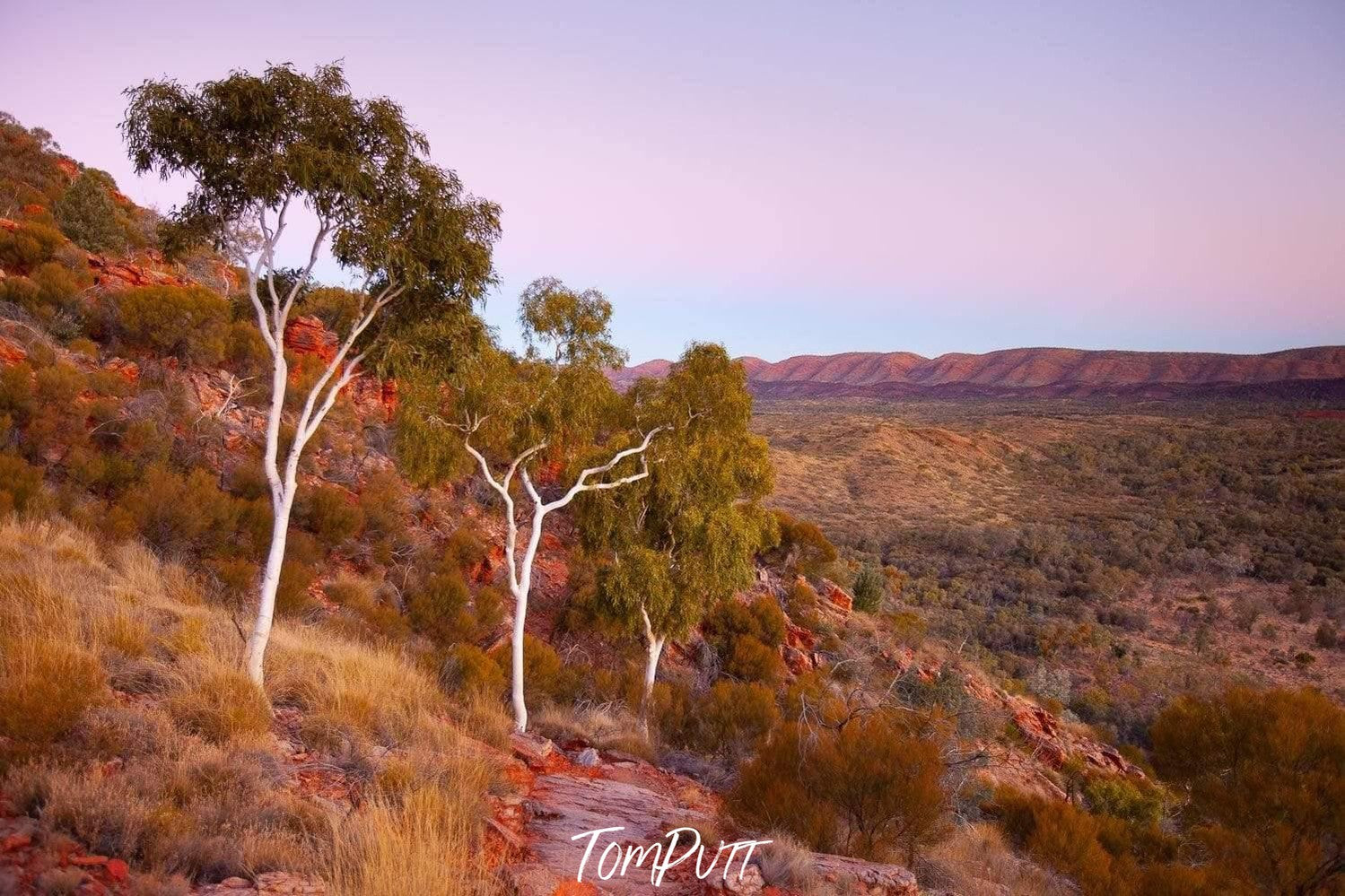 Long green trees sequence and a greeny mountain area in the background, Ghost Gums Dusk - West Macdonnell Ranges, NT