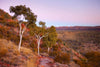 Long green trees sequence and a greeny mountain area in the background, Ghost Gums Dusk - West Macdonnell Ranges, NT