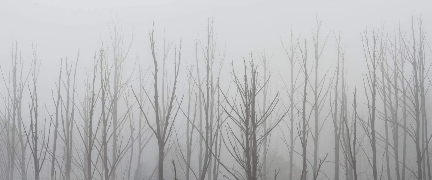A row of long empty trees in a foggy area, Ghost Trees - Falls Creek, VIC