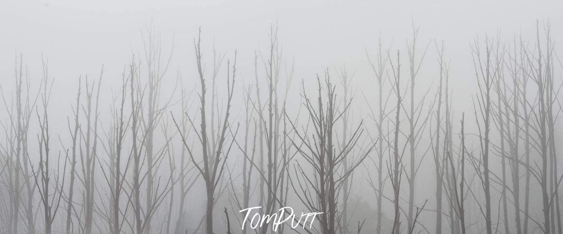 A row of long empty trees in a foggy area, Ghost Trees - Falls Creek, VIC