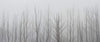 A row of long empty trees in a foggy area, Ghost Trees - Falls Creek, VIC