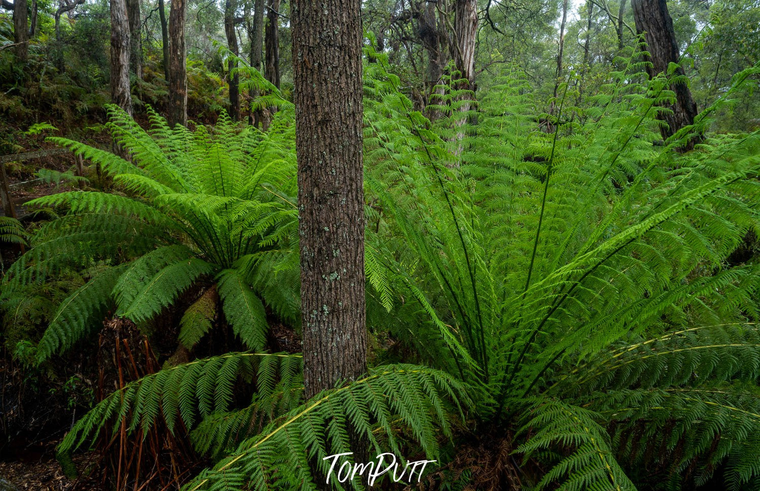 Giant Ferns, Green's Bush, Mornington Peninsula