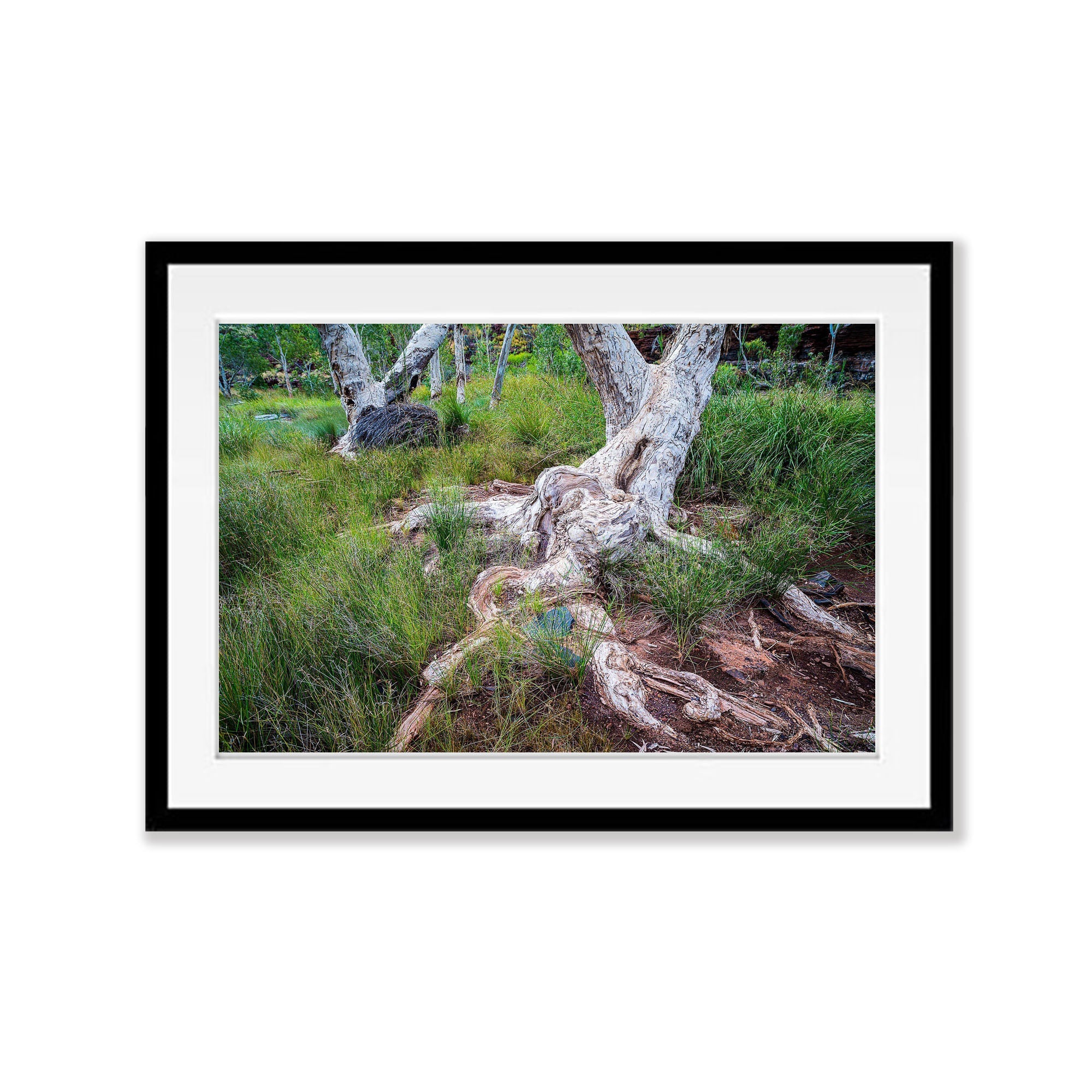 Giant Paperbark Trees, Karijini, The Pilbara