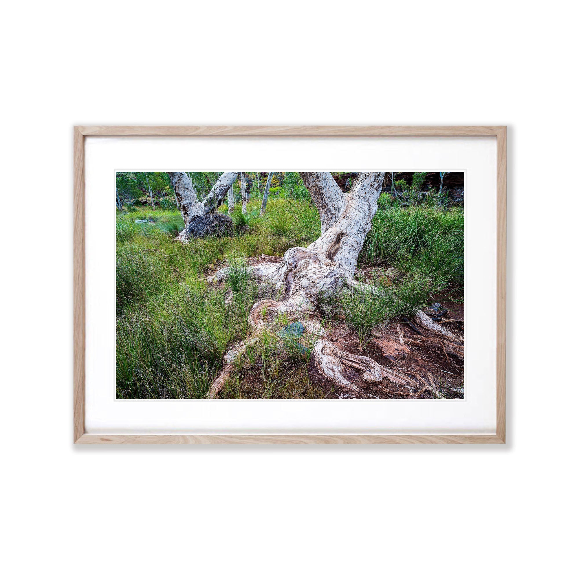 Giant Paperbark Trees, Karijini, The Pilbara