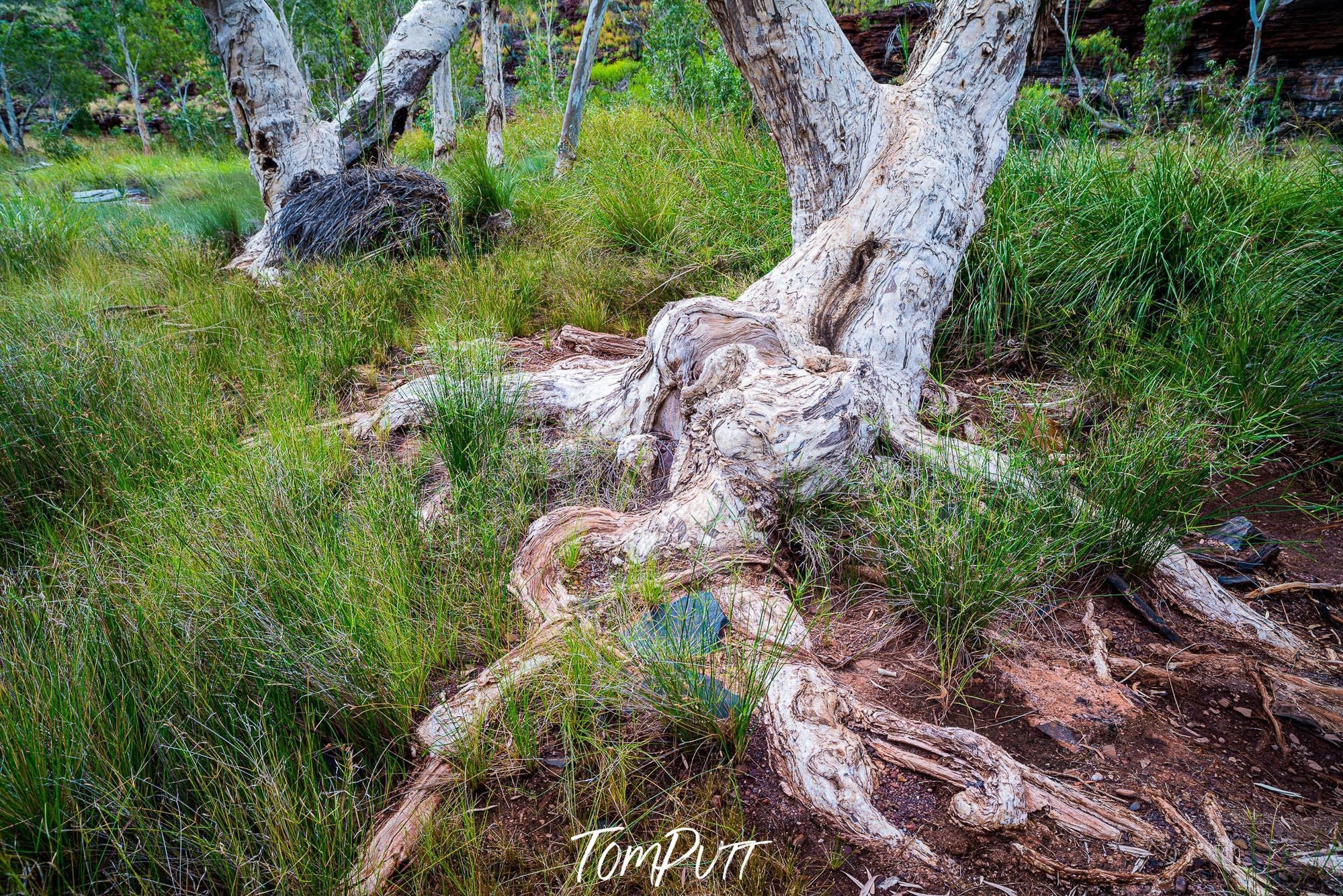 Giant Paperbark Trees, Karijini, The Pilbara