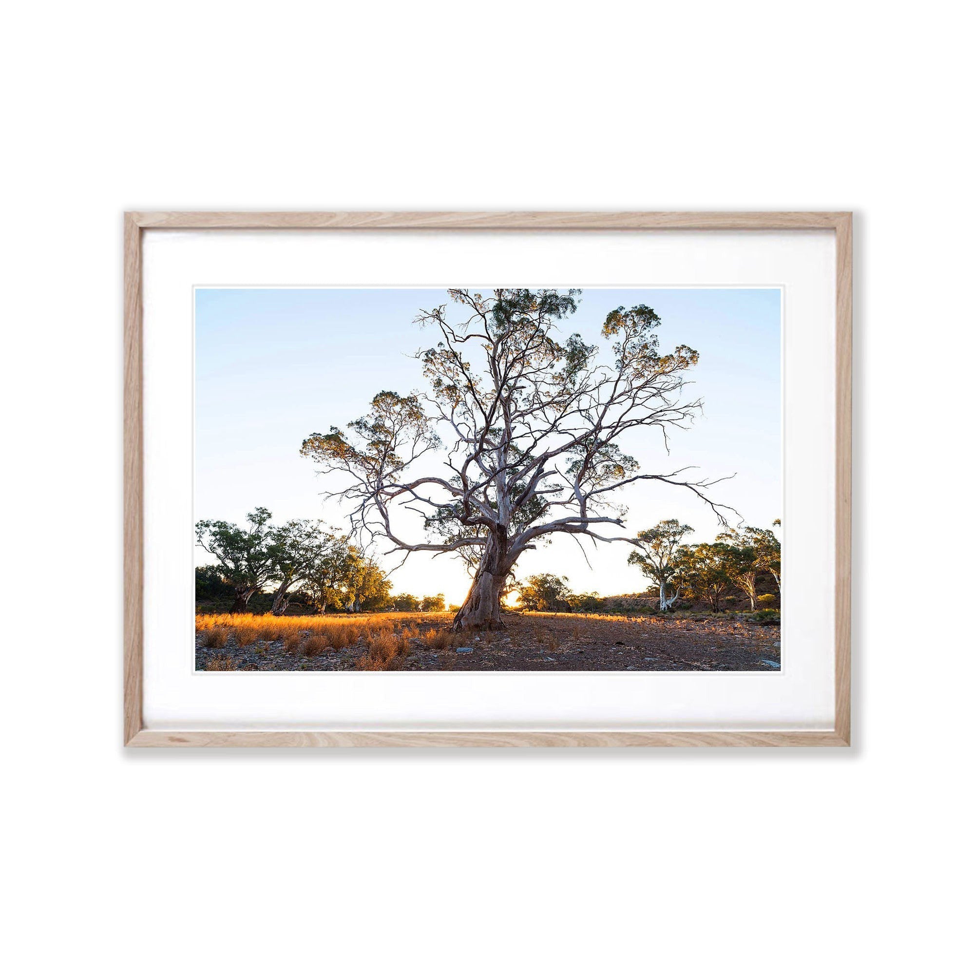 Giant River Red Gum, Flinders Ranges