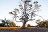 Tall river red gum tree in the middle of a dry creek bed with the sun behind it, Flinders Ranges, South Australia
