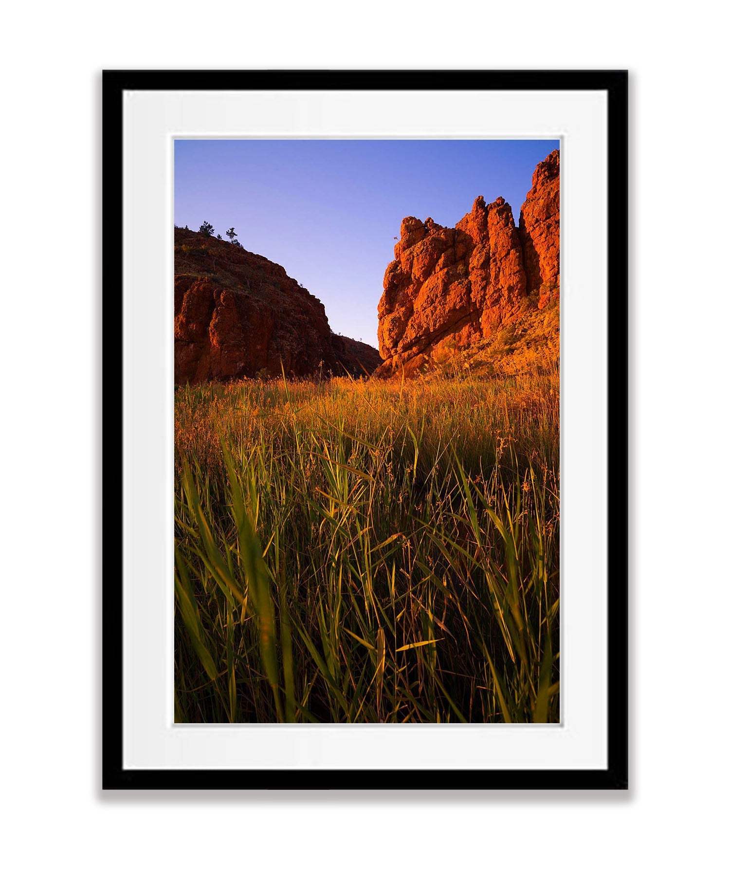 Glen Helen Gorge reed bed, West MacDonnell Ranges - Northern Territory