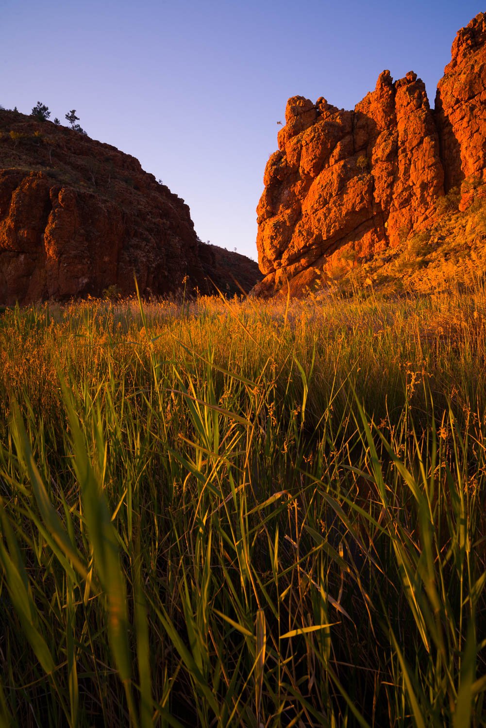 Long grass and crops with a high mountain wall in the background, Glen Helen Gorge reed bed, West MacDonnell Ranges - Northern Territory
