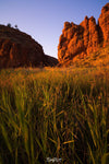 Long grass and crops with a high mountain wall in the background, Glen Helen Gorge reed bed, West MacDonnell Ranges - Northern Territory