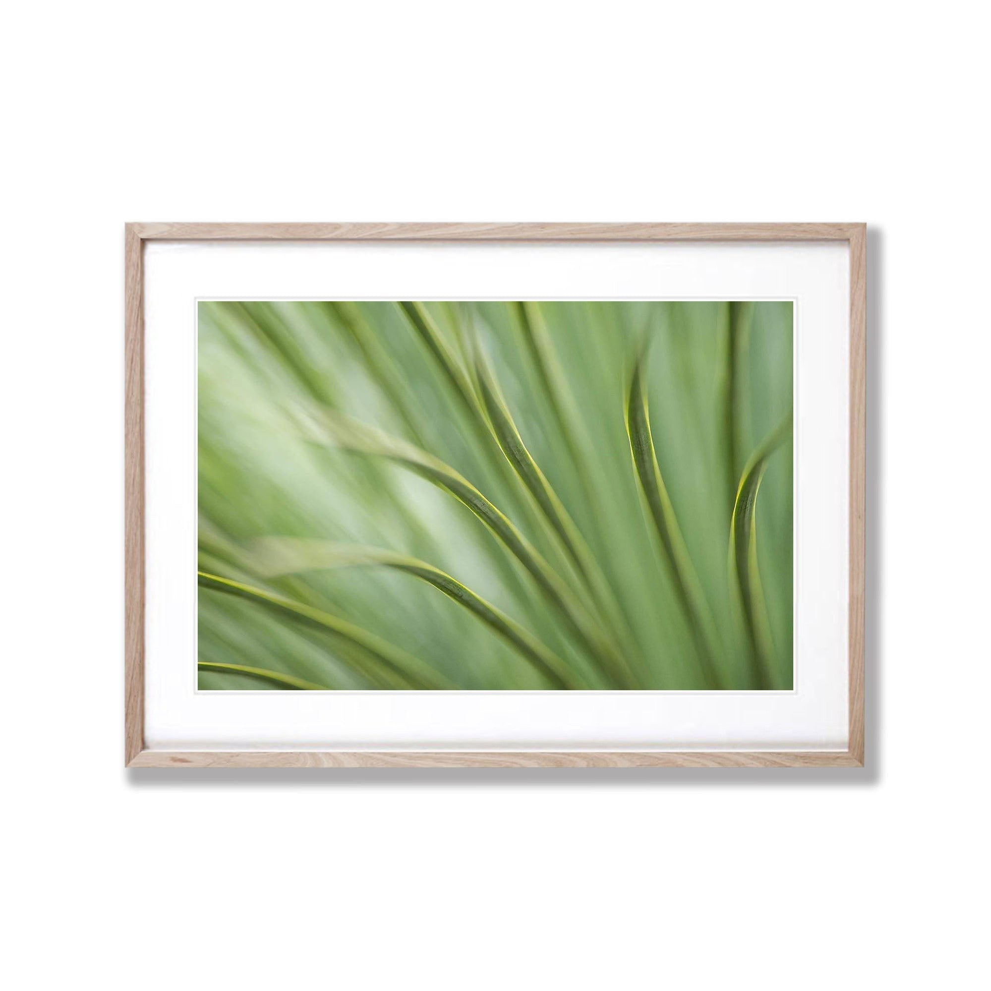 Grass Tree, Kangaroo Island, South Australia