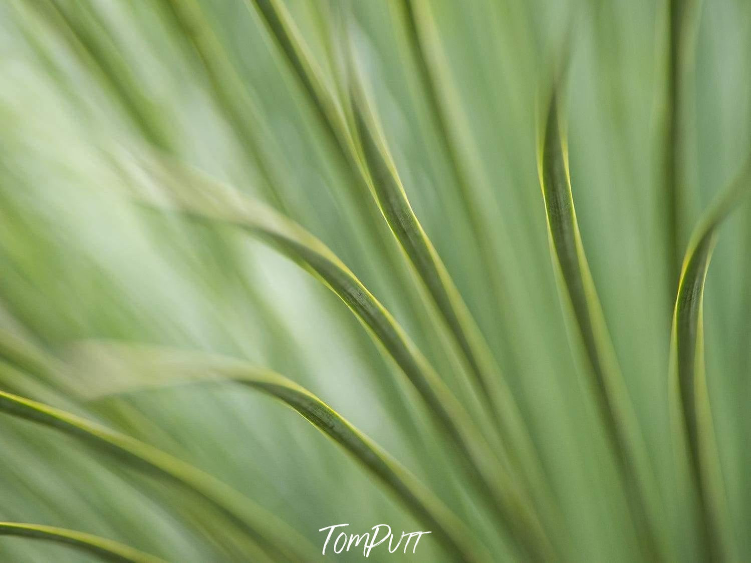 Long green grass trees, Grass Tree - Kangaroo Island SA 