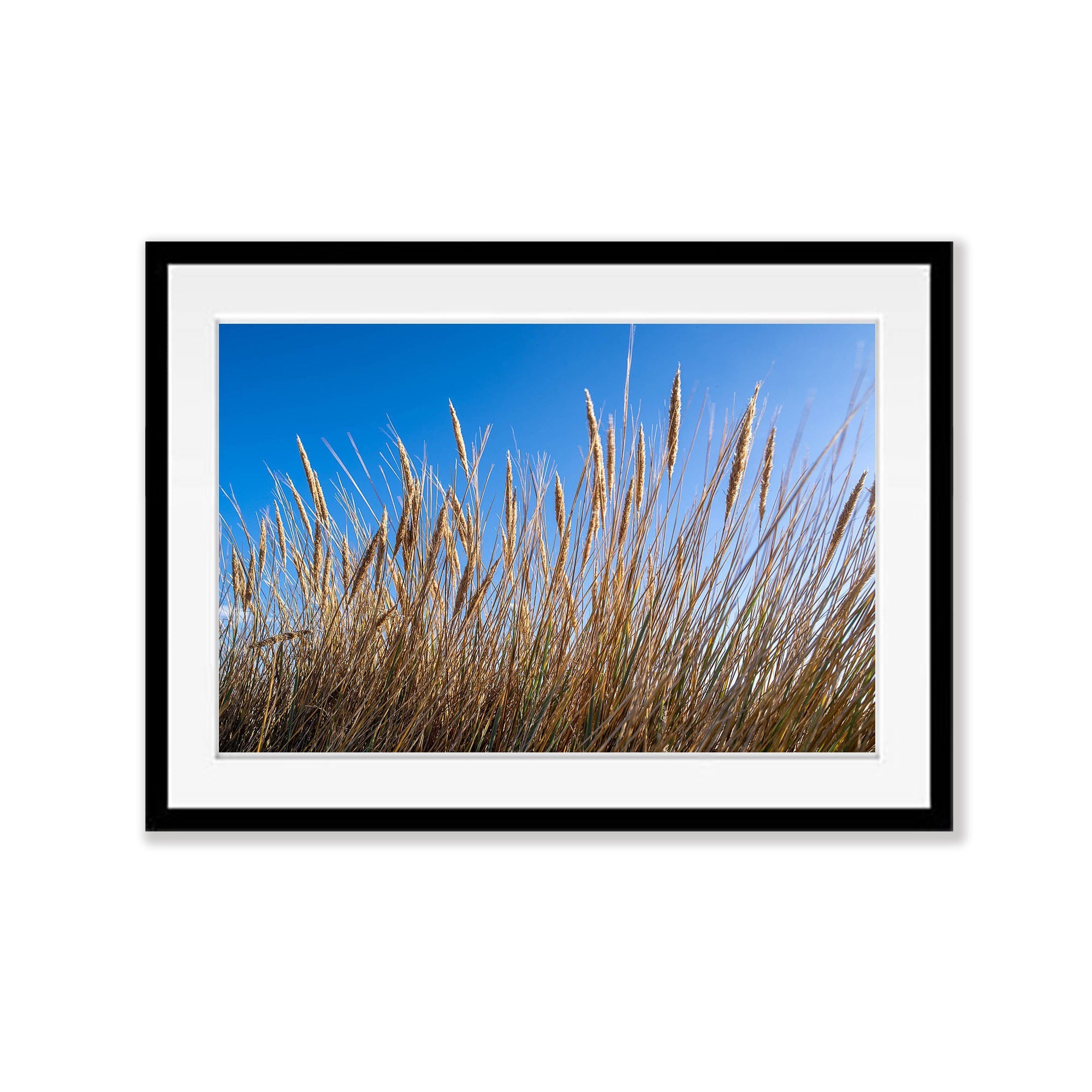Grasses, Bay of Fires