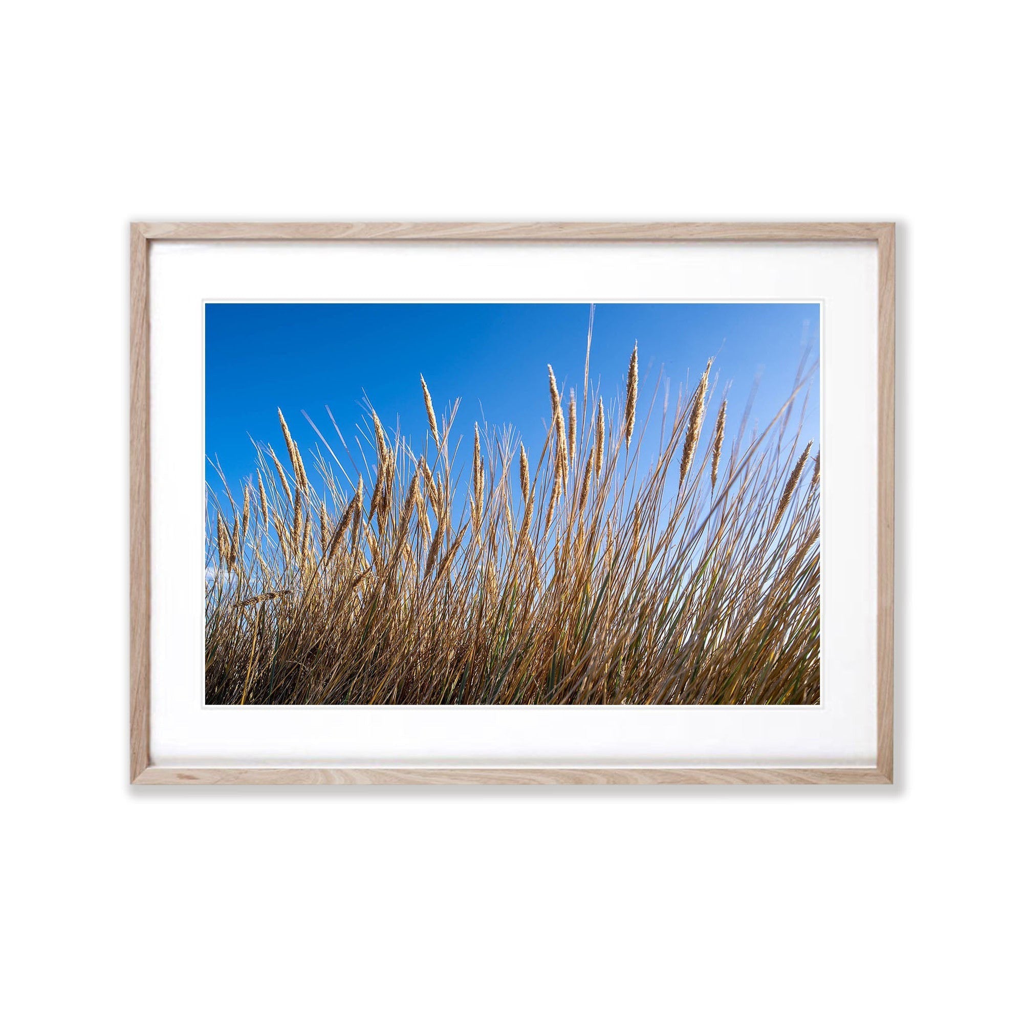 Grasses, Bay of Fires