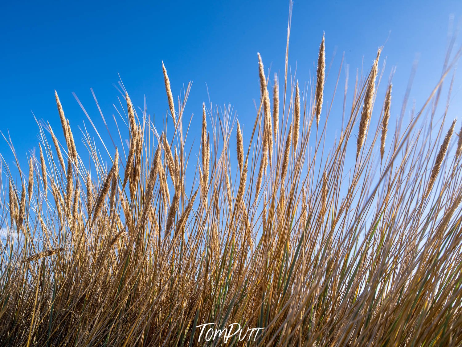 Long brown grasses, Grasses, Bay of Fires