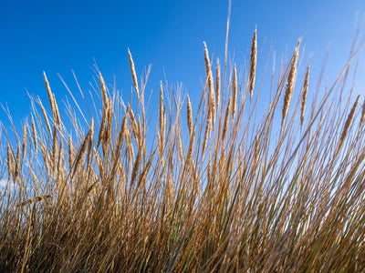Long brown grasses, Grasses, Bay of Fires