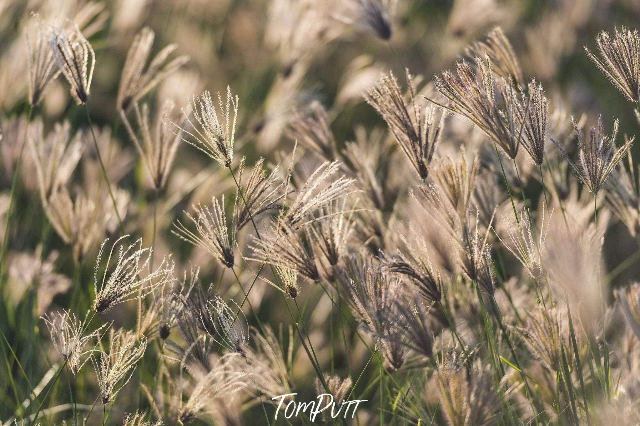 A close-up view of a group of brown grasses, Grasses - Kakadu National Park