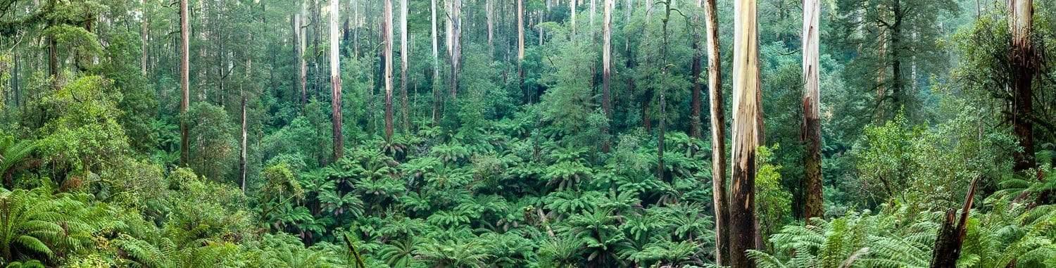 A landscape of a forest with fresh greenery, Great Ocean Road Rainforest - Great Ocean Road VIC