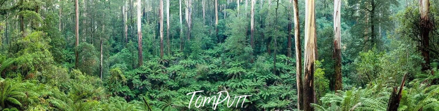 A landscape of a forest with fresh greenery, Great Ocean Road Rainforest - Great Ocean Road VIC