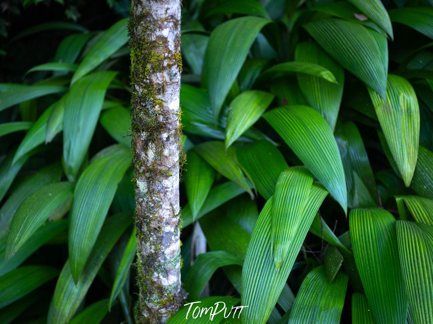 A thick bunch of big leave and a standing tree stem, Greenery, Far North Queensland