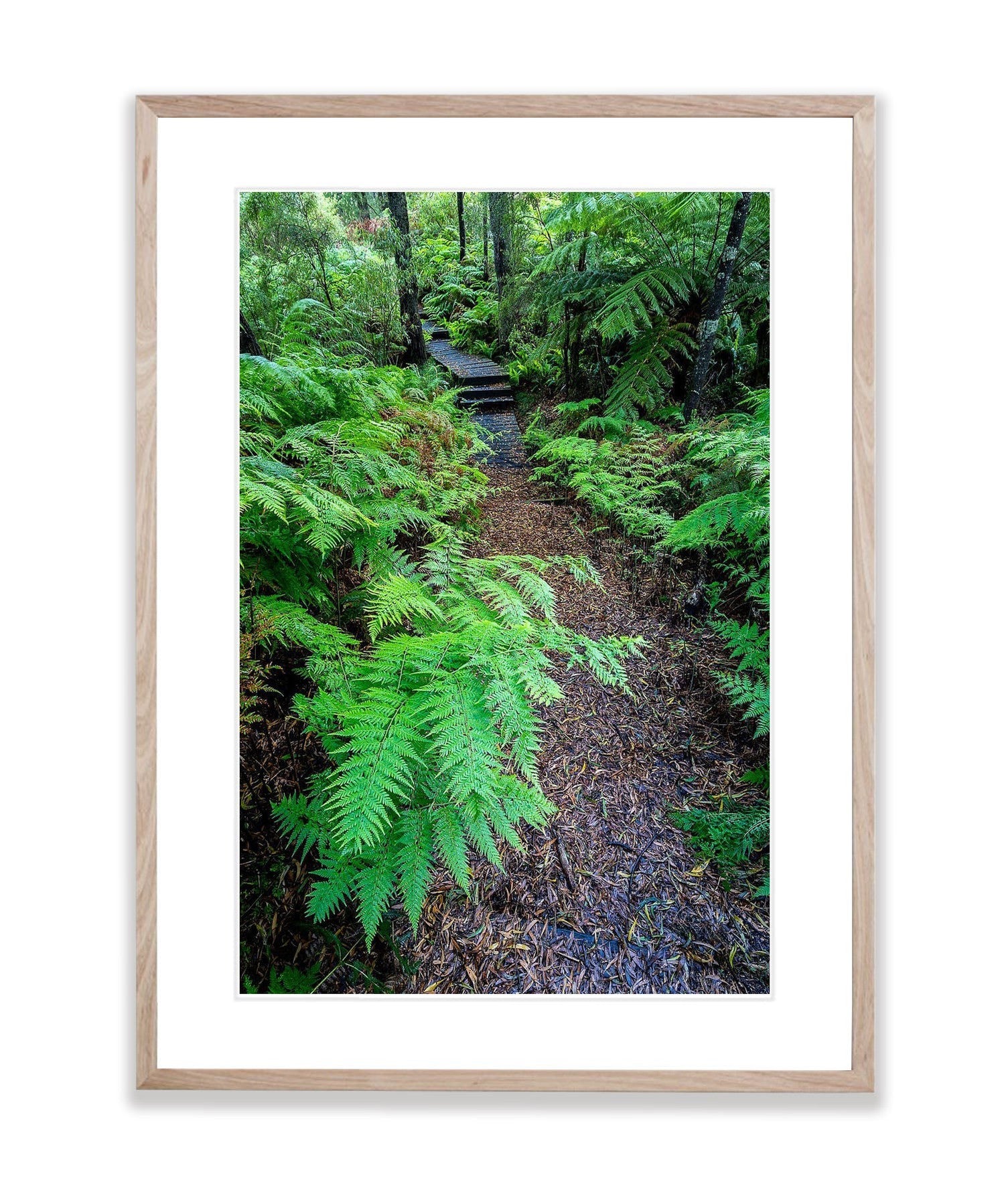 Green's Bush Fernery - Mornington Peninsula, VIC