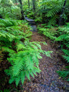 A pathway in the forest, some bushes, and plants on the corners, Green's Bush Fernery - Mornington Peninsula, VIC