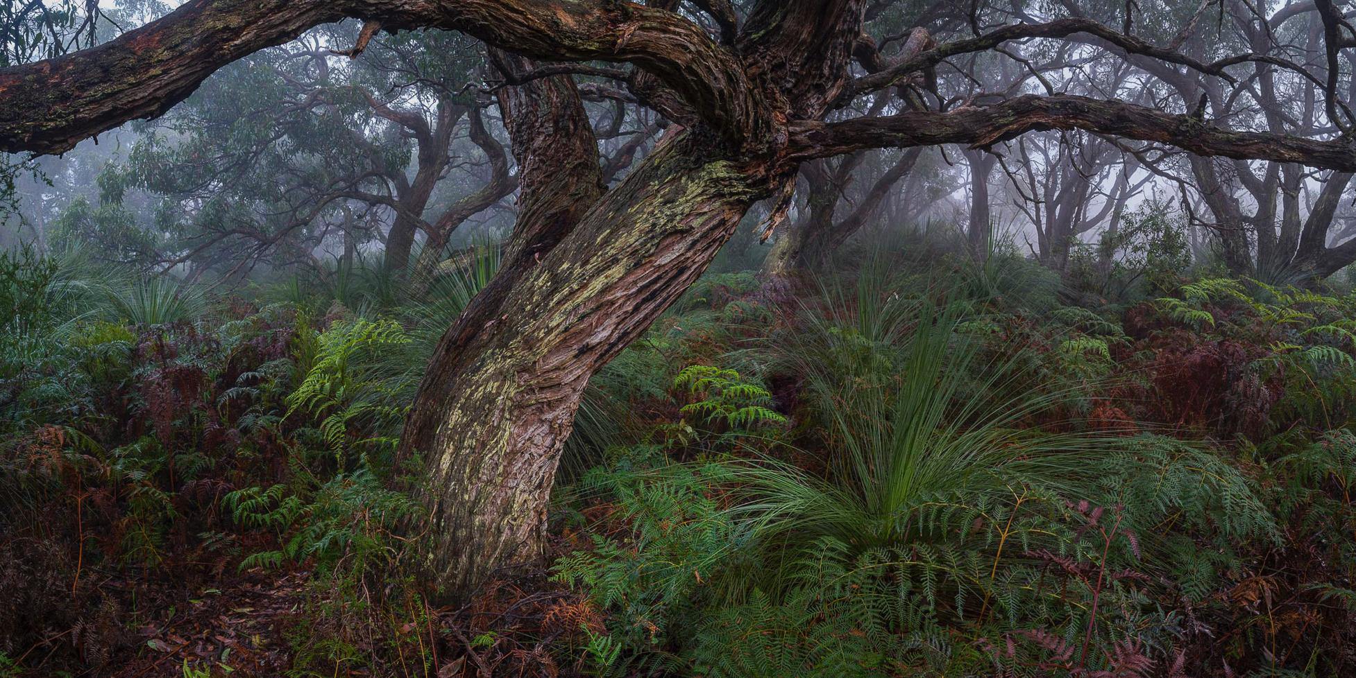 Dense thick tree stem with dark bushes around, Green's Bush - Mornington Peninsula VIC