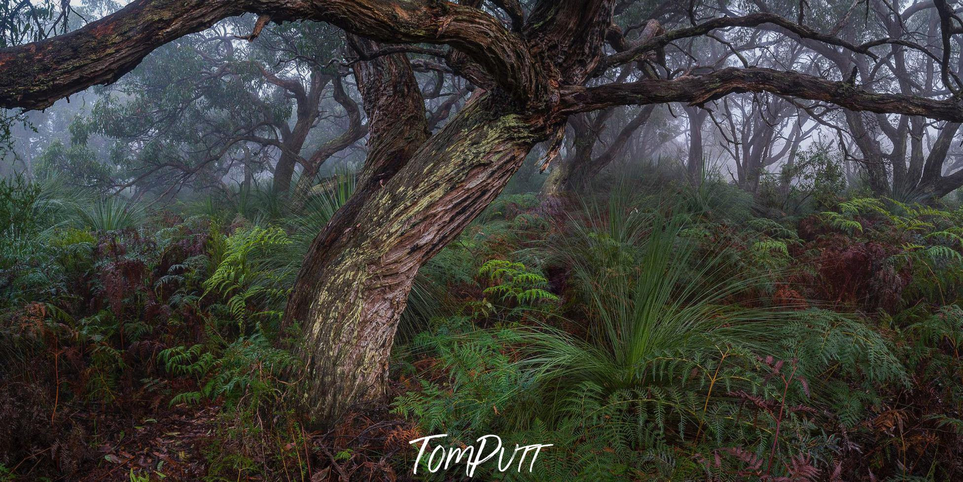 Dense thick tree stem with dark bushes around, Green's Bush - Mornington Peninsula VIC