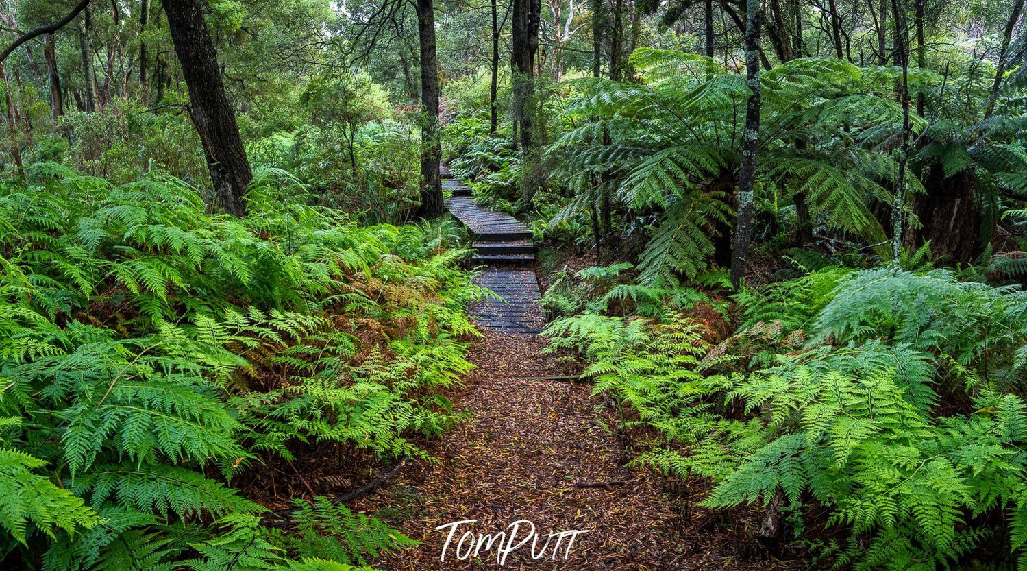 A pathway in the forest, trees, bushes, and plants on the corners, Green's Bush Pathway #2 - Mornington Peninsula, VIC