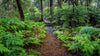 A pathway in the forest, trees, bushes, and plants on the corners, Green's Bush Pathway #2 - Mornington Peninsula, VIC