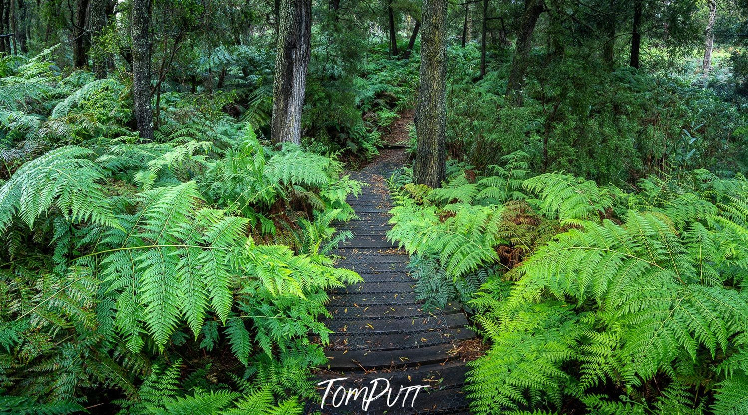 A pathway in the forest, trees, bushes, and plants on the corners, Green's Bush Pathway - Mornington Peninsula, VIC