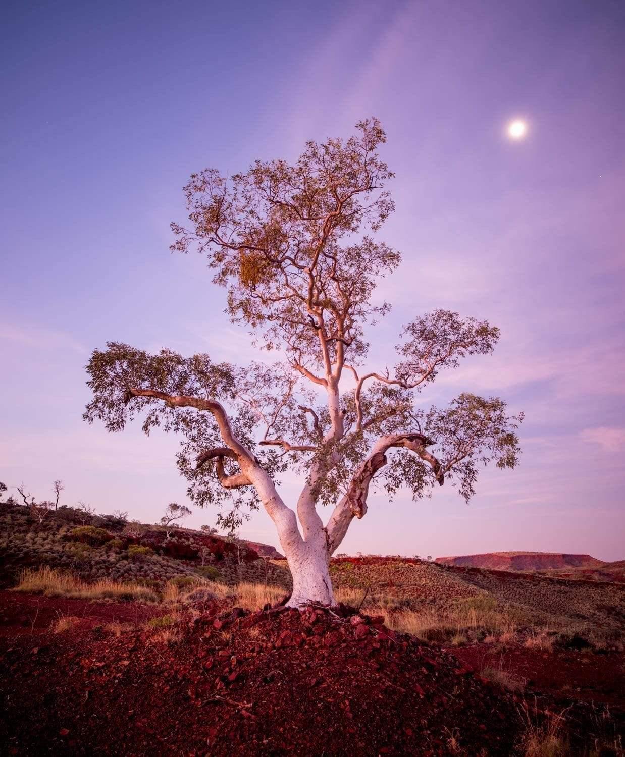 A tall and wide tree with many branches, Gum Glow - Karijini, The Pilbara