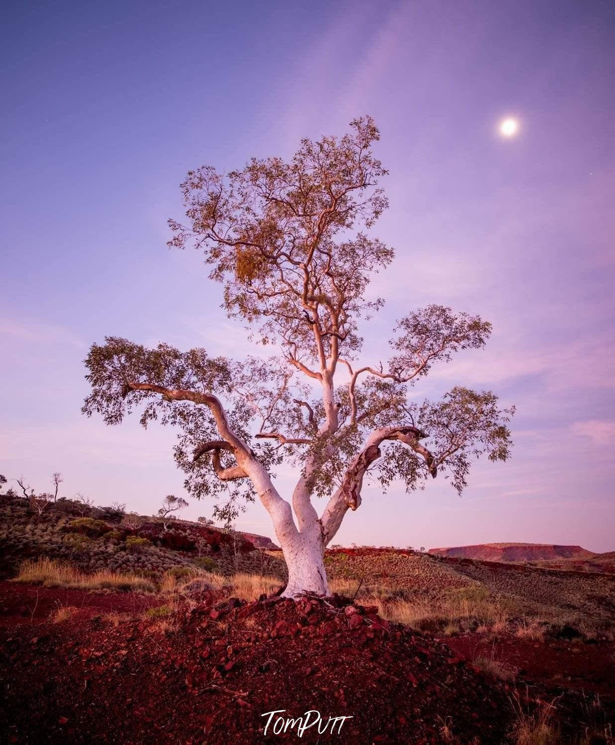 A tall and wide tree with many branches, Gum Glow - Karijini, The Pilbara