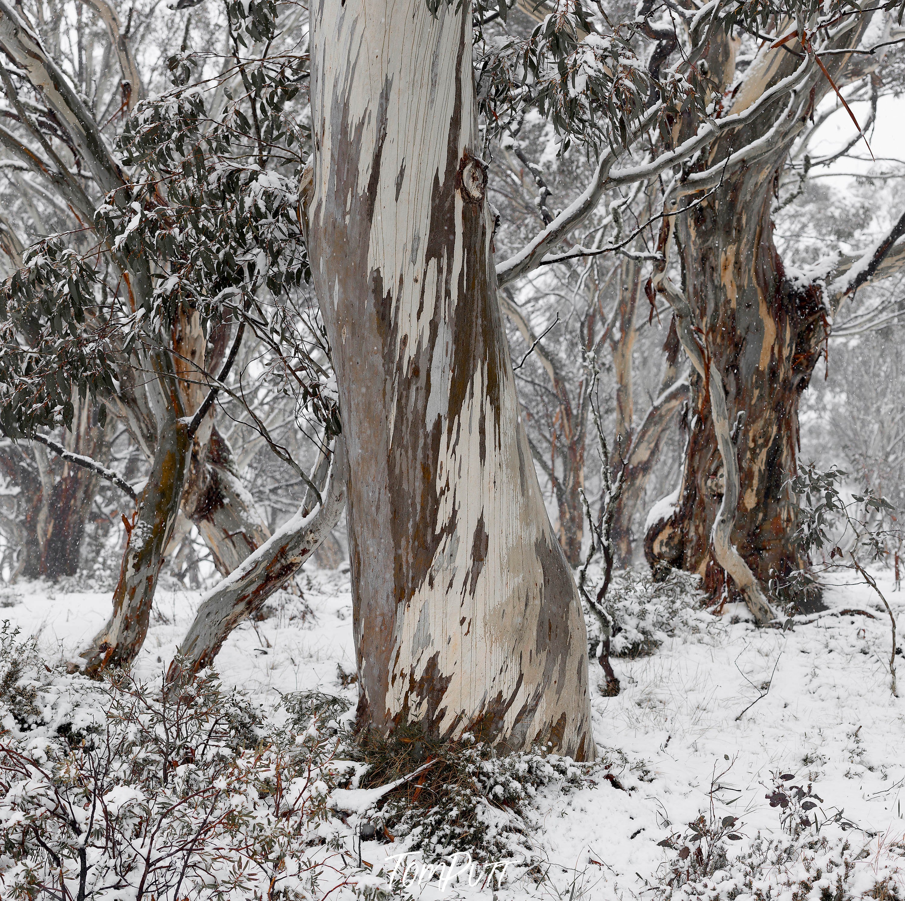 Gum Trees, Dinner Plain