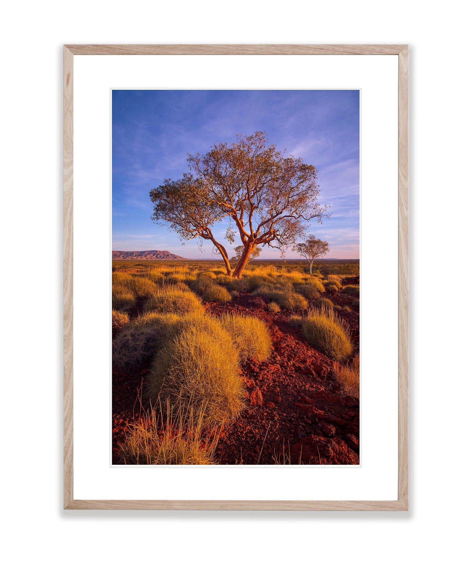 Hammersley Gorge Snappy Gum, The Pilbara