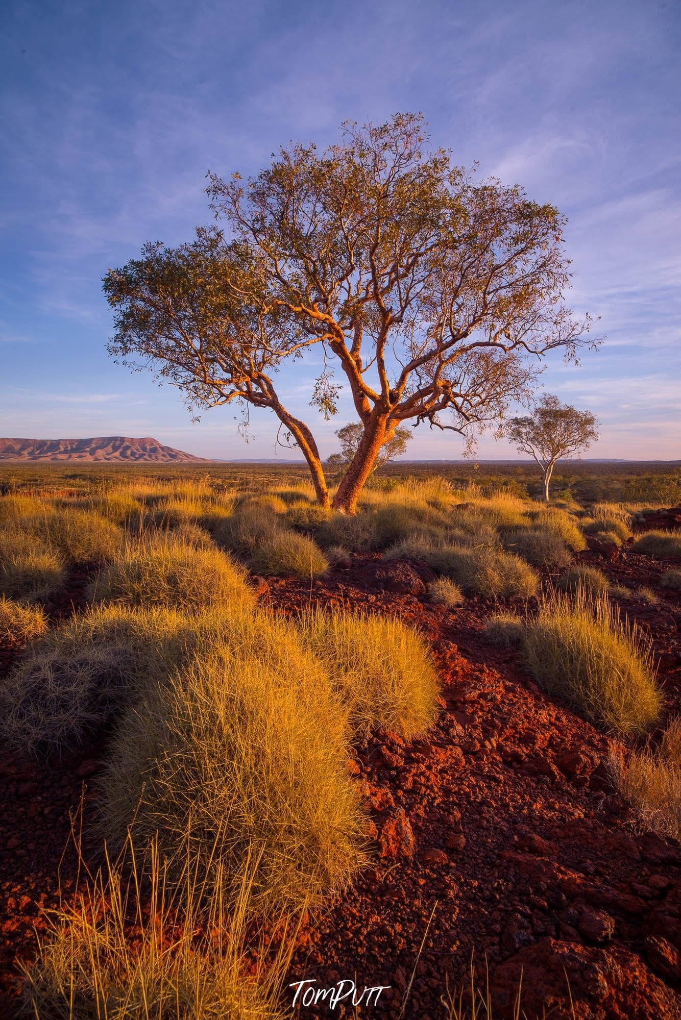 Hammersley Gorge Snappy Gum, The Pilbara