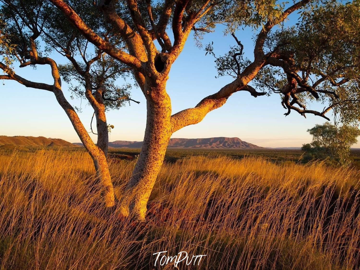 A tree on a long bushy and grassy area, Hammersley Gum - Karijini, The Pilbara