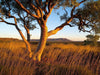 A tree on a long bushy and grassy area, Hammersley Gum - Karijini, The Pilbara
