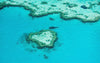 The large grassy texture on a clear ocean, Heart Reef - Great Barrier Reef QLD 