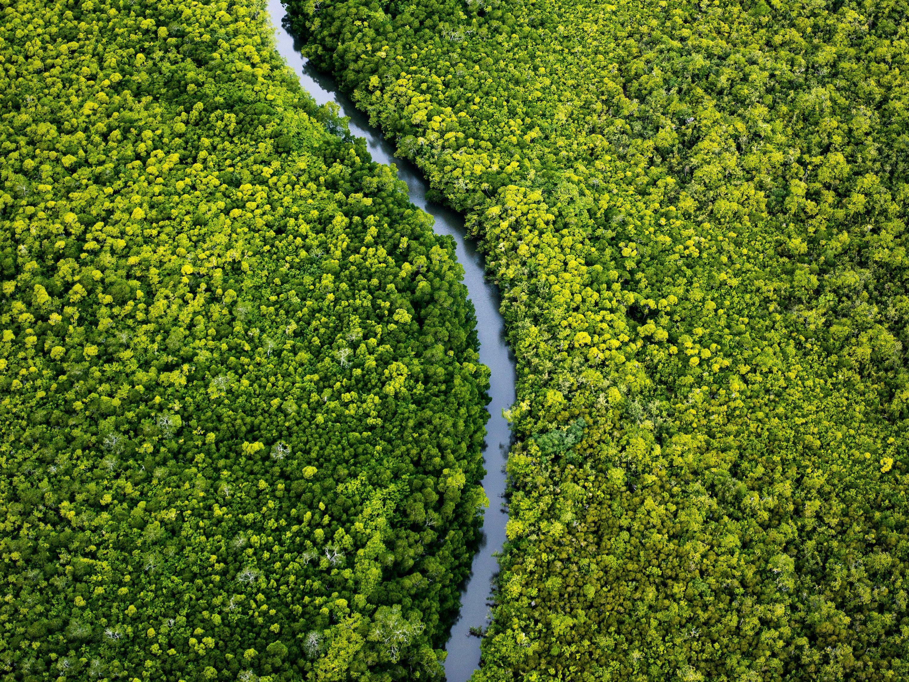 Thick dense green fields with a singular curvy line of water crossing the entire area, Hidden Journey