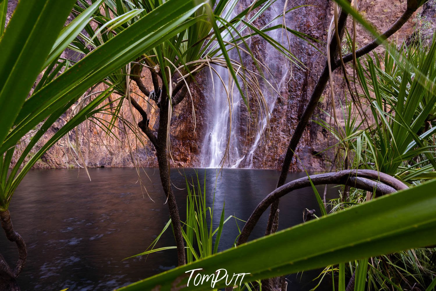 A lake hidden in the greenery can be seen between the long leaves, Hidden Miri Miri, El Questro - The Kimberley WA