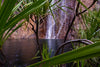 A lake hidden in the greenery can be seen between the long leaves, Hidden Miri Miri, El Questro - The Kimberley WA